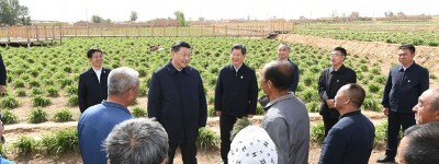 习近平：让黄花成为群众脱贫致富的“摇钱草”