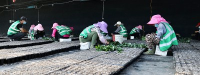 “科技果”助力贫困户“甜蜜脱贫”