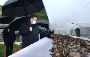 习近平在陕西考察秦岭生态保护情况