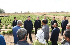 习近平：让黄花成为群众脱贫致富的“摇钱草”